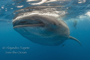 Whaleshark with Diver, Isla Contoy Mexico by Alejandro Topete 